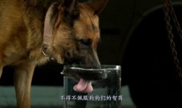 狗心在线观看,温情治愈，宠物与人类的深情故事